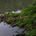 beaver lodge? (taken by Nathan)