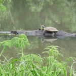 turtle