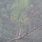 birds
