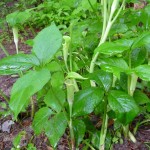 jack-in-the-pulpit