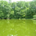 pond