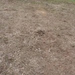 where'd all that mulch go?! where'd all that mulch go?!