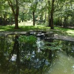 Study Pond