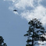eagle? no - just a vulture