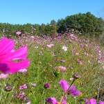 wildflowers