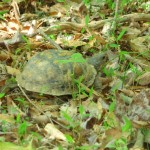 turtle eating breakfast