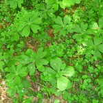 plants