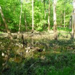 wetland