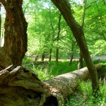 wetland