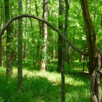 wetland