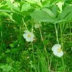 plants