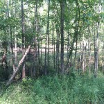wetlands