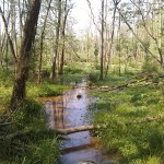 wetlands