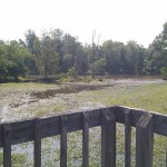 Wetland view
