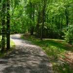 Nice Shady Trail