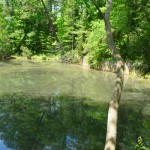 Pond Near Community Center