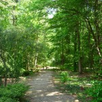 Stairs Behind Community Center (to bridge)