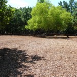 dog park