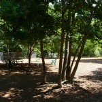 dog park