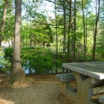 pond / picnic table pond / picnic table