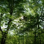 trees! trees!