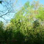 trees! trees!