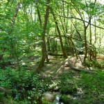 woods / stream woods / stream