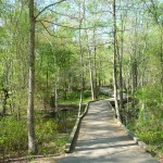 wetlands wetlands