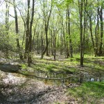 wetlands wetlands