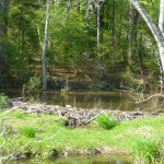 wetlands wetlands