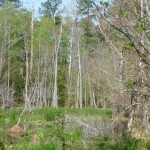 wetlands wetlands
