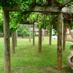 grape vine