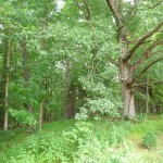 trees