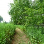 trail to pond